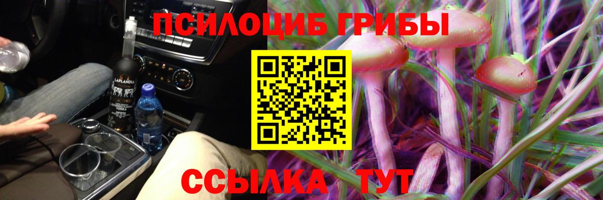 Псилоцибиновые грибы Psilocybe Славгород